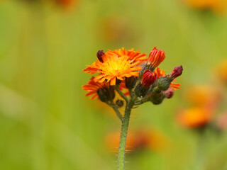 Devil's paintbrush flower in bloom