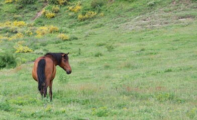 A beautiful thoroughbred horse grazes on a green field among lush green grass. 