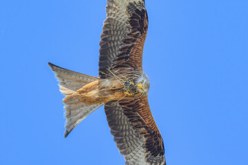 Red kite, Milvus milvus, flying with spread wings in clear blue sky and eating its catch on the...