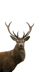 red deer stag cervus elaphus isolated from the background during the autumn rut, isolated on white
