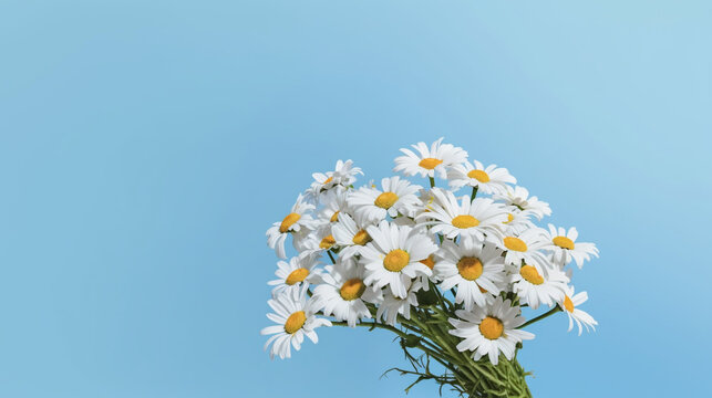 daisies on sky background HD 8K wallpaper Stock Photographic Image