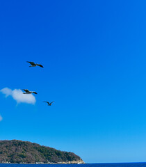seagulls on the beach