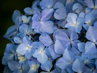 青色の紫陽花の花　梅雨
