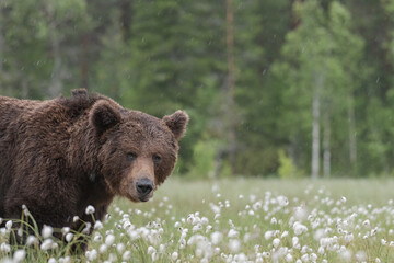 Big male Brown bear (Ursus arctos) is standing on a Finnish bog in the middle of the cotton grass