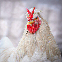 Studio portrait of white rooster with V comb