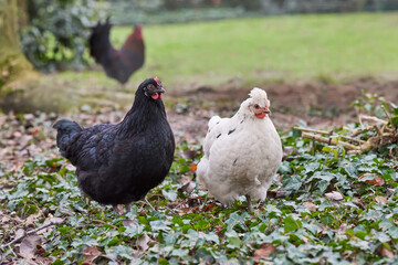 Young black and white chicken free in garden