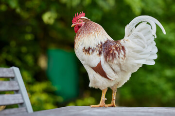 Young white brown rooster standing on table in garden