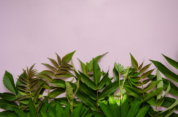 green leaves of wildflowers with sun rays on pink background. nature and ecology concept