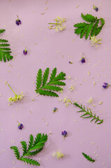 Floral flat lay with spring flowers and green leaves, square botanical pattern on pink background, spring season nature still life, blooming wild flower top view, field plant, purple, white blooms