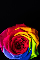 Rainbow rose flower on black background