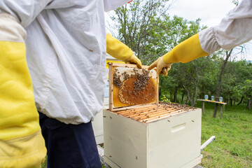 Bee on honeycomb, promoting sustainable beekeeping, а comprehensive guide to honeycomb inspection,...