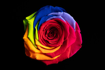 Obraz na płótnie Canvas Rainbow rose flower on black background