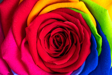 Fototapeta na wymiar Rainbow rose flower on black background
