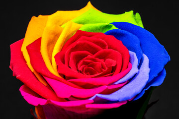 Rainbow rose flower on black background