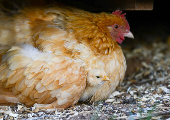 Small baby chick rests under its mothers wing