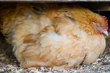 Small baby chick rests under its mothers wing