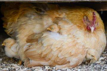 Small baby chick rests under its mothers wing