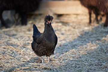 Young black Poland chicken in garden
