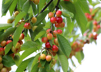 On a tree branch, ripe berries sweet cherry (Prunus avium) - obrazy, fototapety, plakaty