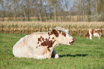 White brown milk cow on a meadow