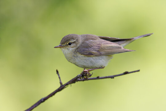 Willow warbler, Phylloscopus trochilus. Little singing bird.