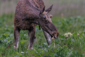 Moose, elk. Portrait of a young elk. © Piotr