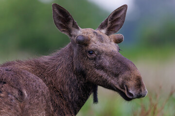 Moose, elk. Portrait of a young elk.