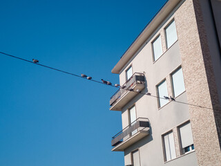 Fototapeta na wymiar Pidgeons on a wire in front of a building