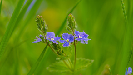 Blue flowers on a green background. Natural background.