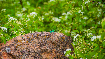 One green lizard is basking on a granite stone.