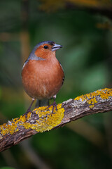 Common chaffinch, chaffinch, Fringilla coelebs. A bird sitting on a branch.