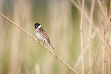 Common reed bunting, Emberiza schoeniclus. A bird sitting in the reeds