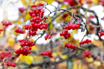 Viburnum bush with red berries and yellow leaves in autumn