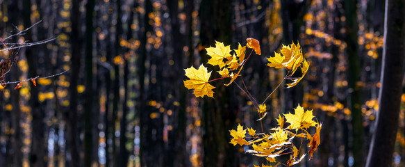 Yellow maple leaves in a dark forest on a sunny day. Autumn forest