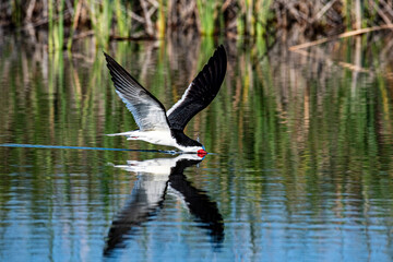 Black Skimmer 