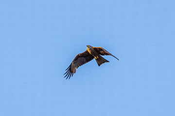 eagle in flight