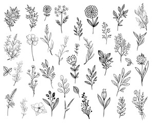 Wild Flower Illustrations Flower Vector Graphics Floral Illustration Vector Set Wild Flowers Leaf Leaves Friendship Love Holiday Birthday Collection Nature Transparent Isolated Illustrator EPS PNG SVG