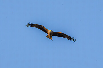 eagle in flight
