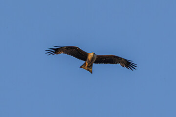 eagle in flight