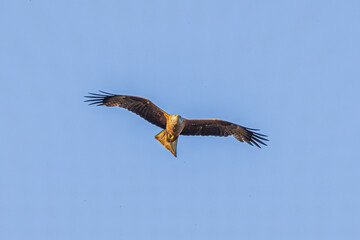 eagle in flight