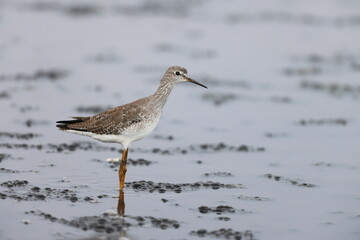 Lesser Yellowlegs (Tringa flavipes) in Jamaica
