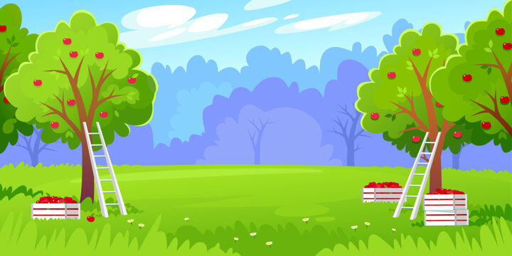 Orchard background. Beautiful landscape view of a harvest in a fruit garden on a farm. Ladders and crates for picking up ripe red apples from tree branches and ground. Cartoon vector illustration.