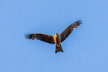 eagle in flight