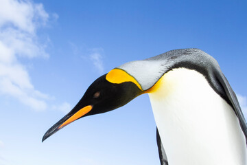 Fototapeta na wymiar King Penguin Closeup Falkland Islands