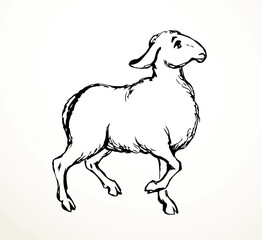 Vector drawing. Cute small sheep