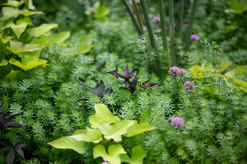 green flowerbed