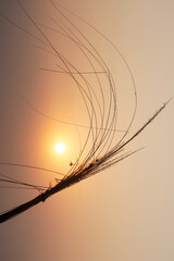 A beautiful natural scene with a golden sunset, a kan grass stick
