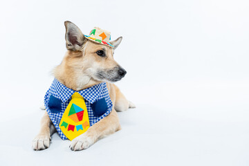 Cachorro fantasiado de caipira com gravata para festa junina