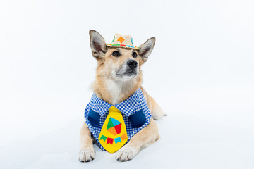 Cachorro fantasiado de caipira com gravata para festa junina