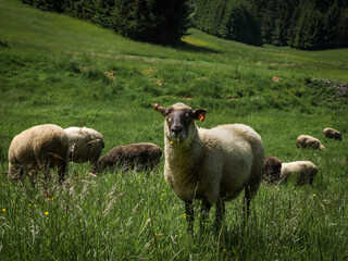 Fototapeta premium Close-up of a sheep in a grazing field, with a yellow flower in mouth. 